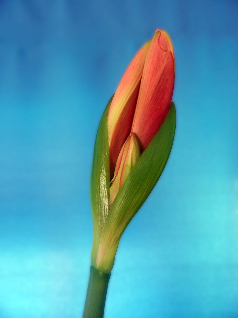 Three flower buds are emerging from two green sepals, contrasted on a blue background.