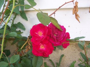 The few blooms my Dr. Huey had last year.