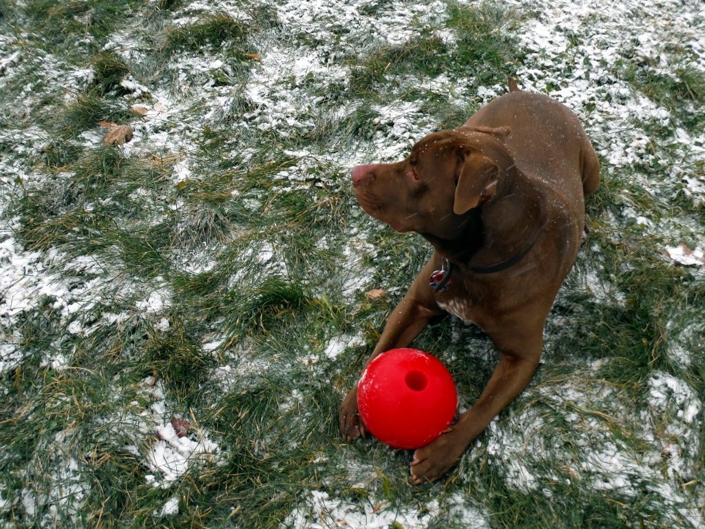 A chocolate labrador mix is laying with a red ball between his legs.  His head looks off to the left of the photo.  The ground around him is covered in snow, but the grass still peaks through.  There are small white blurs where snowflakes are falling from the sky.