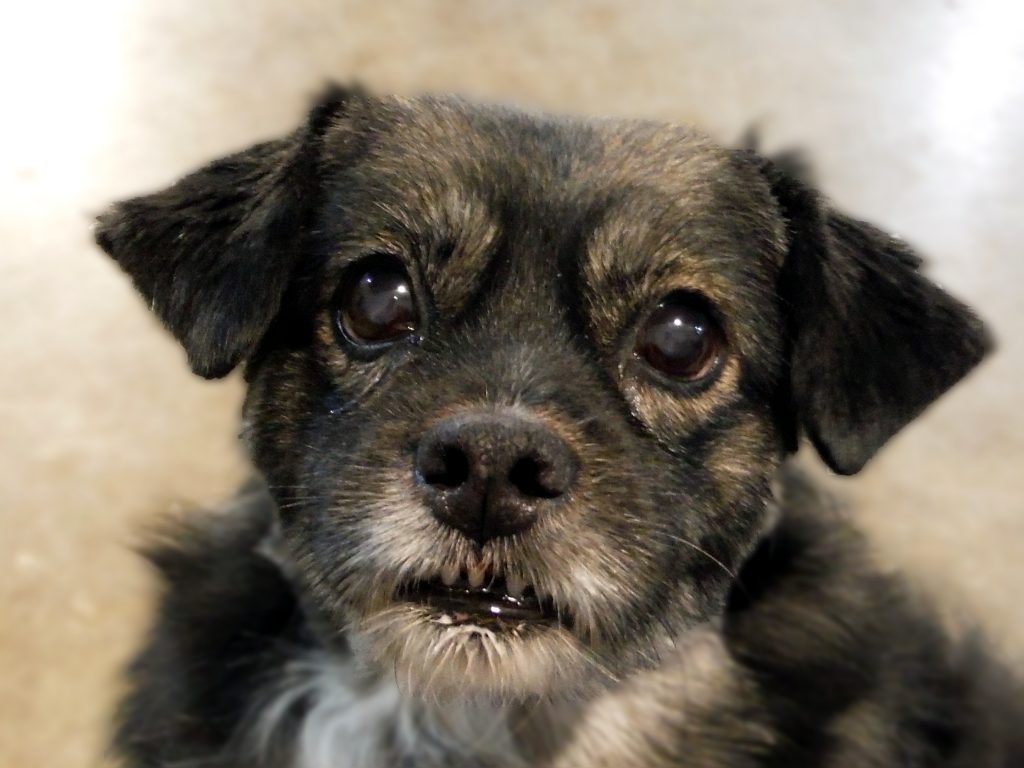A portrait of a small, black mixed breed dog.  She is looking directly at the camera.